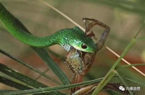 南天 竹 蛇吃青蛙